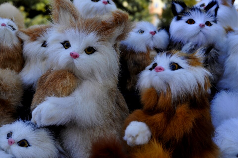 Animals fluffy cat
