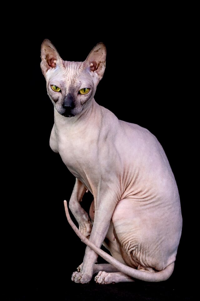Cute cat animals