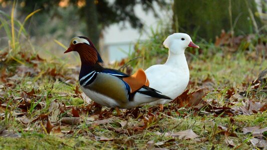 Mandarin color white