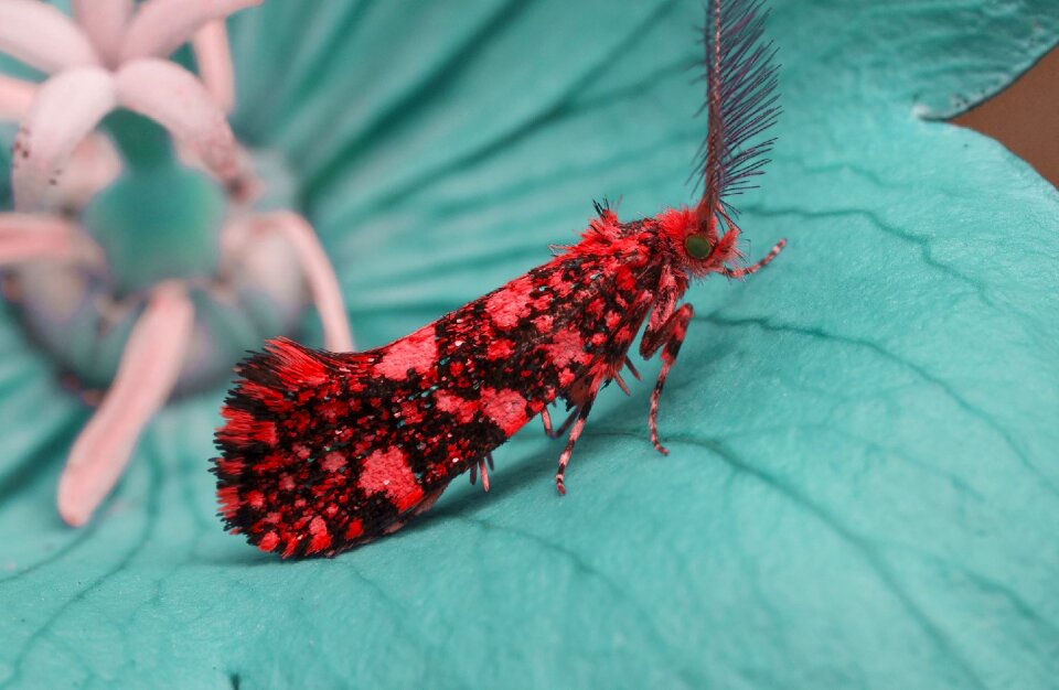 Macro garden butterfly