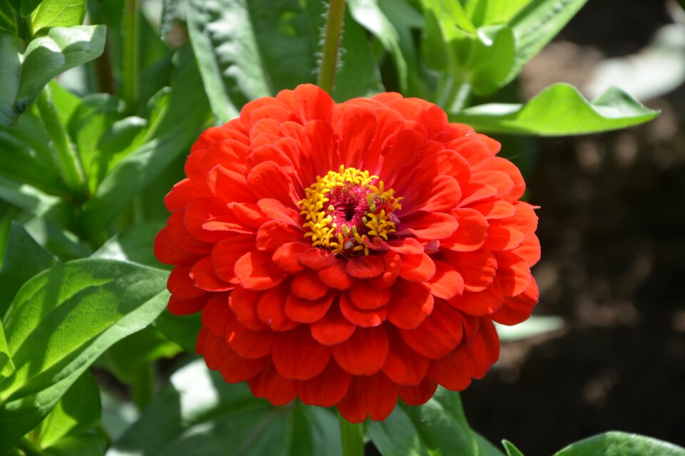 Summer petals orange