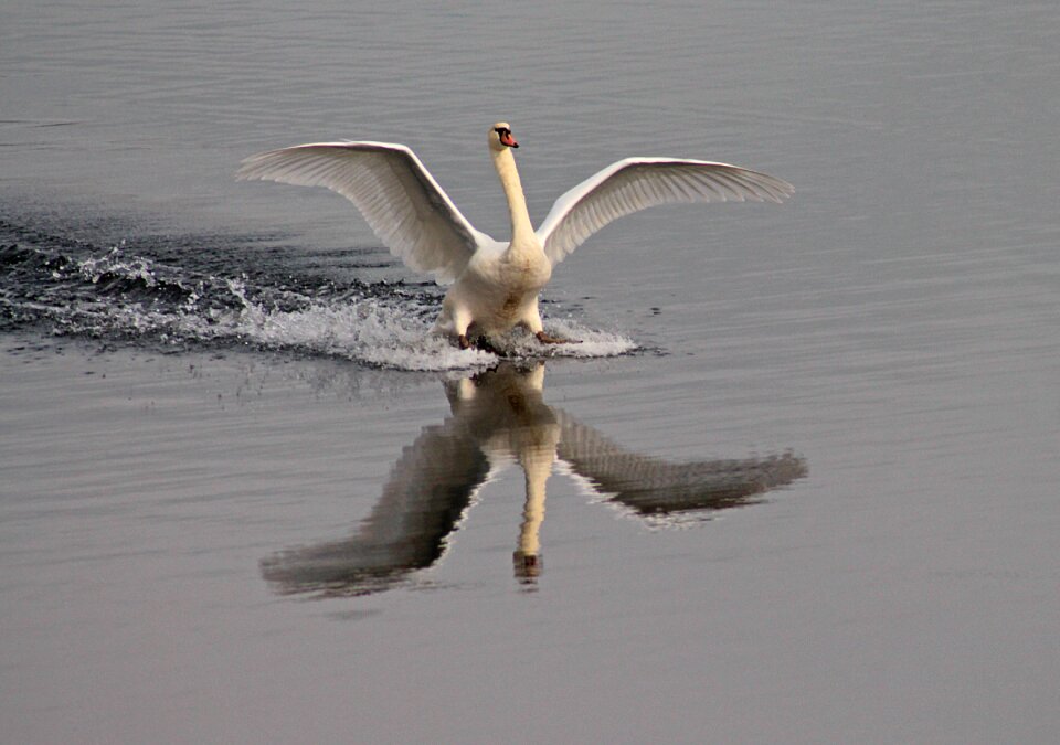 Water landing wing