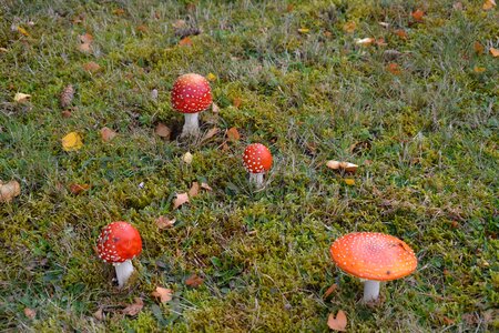 Garden undergrowth forest