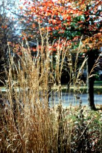 Sorghastrum nutans NRCS-3
