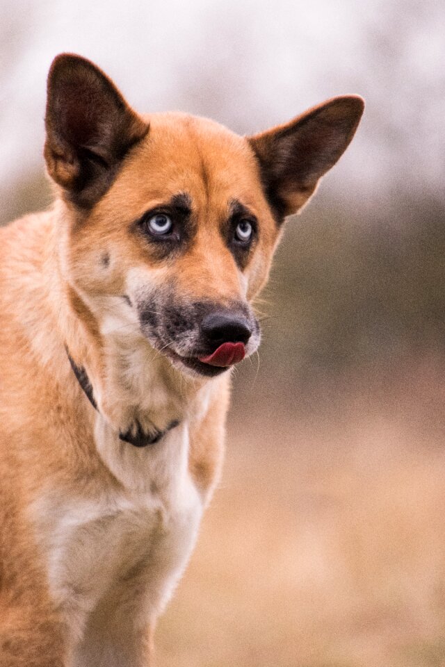 Mammal tongue blue eye