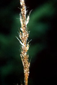 Sorghastrum nutans NRCS-2