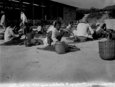 Sortering av kaffefruker. Kabupaten Bolaang Mongondow, Sulawesi. Indonesien - SMVK - 022201