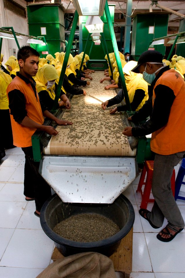 Sorting of organic coffee beans (4874403763)