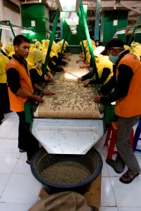 Sorting of organic coffee beans (4874403763) photo