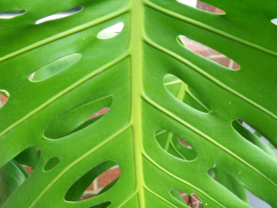 Tropic print foliage