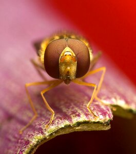 Nature animal flower photo