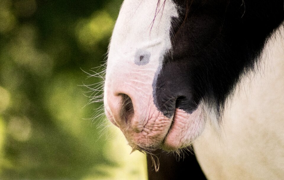 Nostrils nose tinker