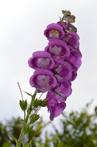 Blossom bloom flower violet photo