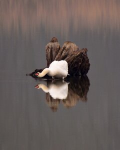 Swan rhizome water