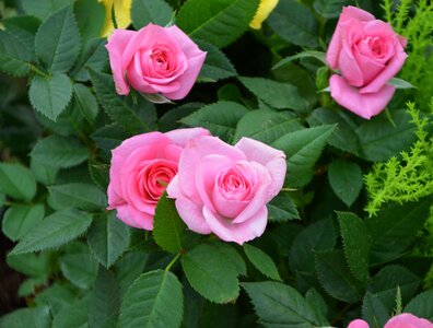 Pink flowers rosebush petals