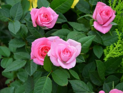 Pink flowers rosebush petals photo