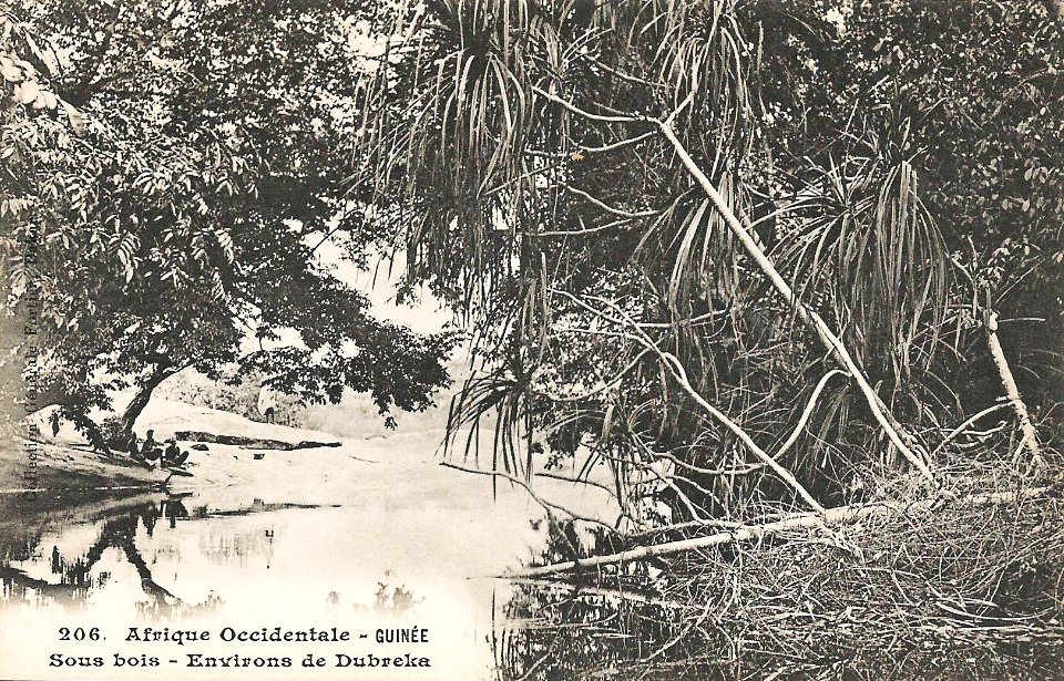 Sous-bois-Environs de Dubreka (Guinée)