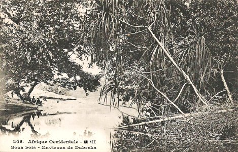 Sous-bois-Environs de Dubreka (Guinée)