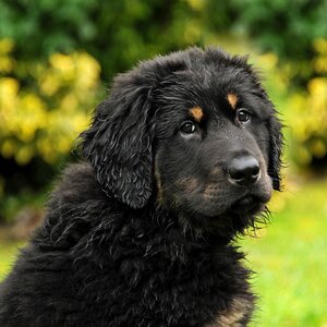 Young animal puppy animal portrait