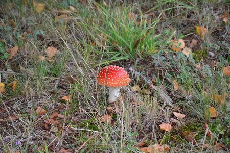 Garden undergrowth forest
