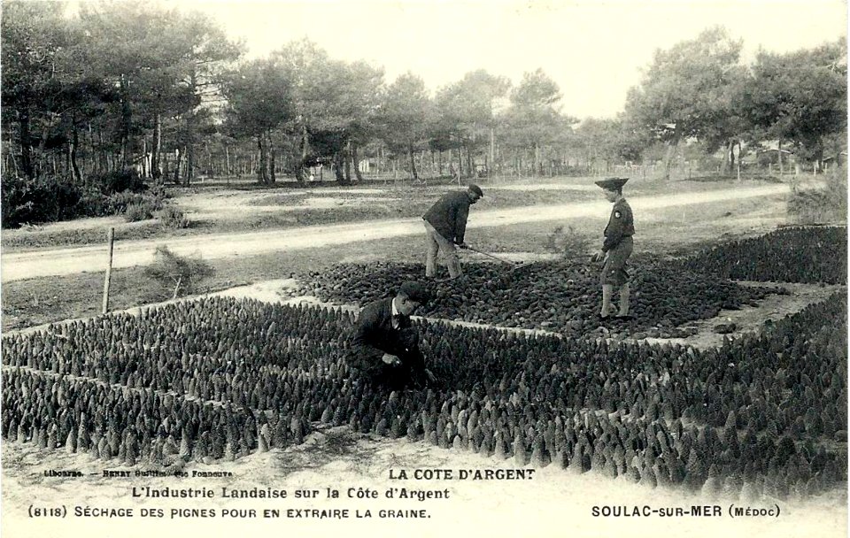 Soulac-sur-Mer - Séchage des pignes de pin