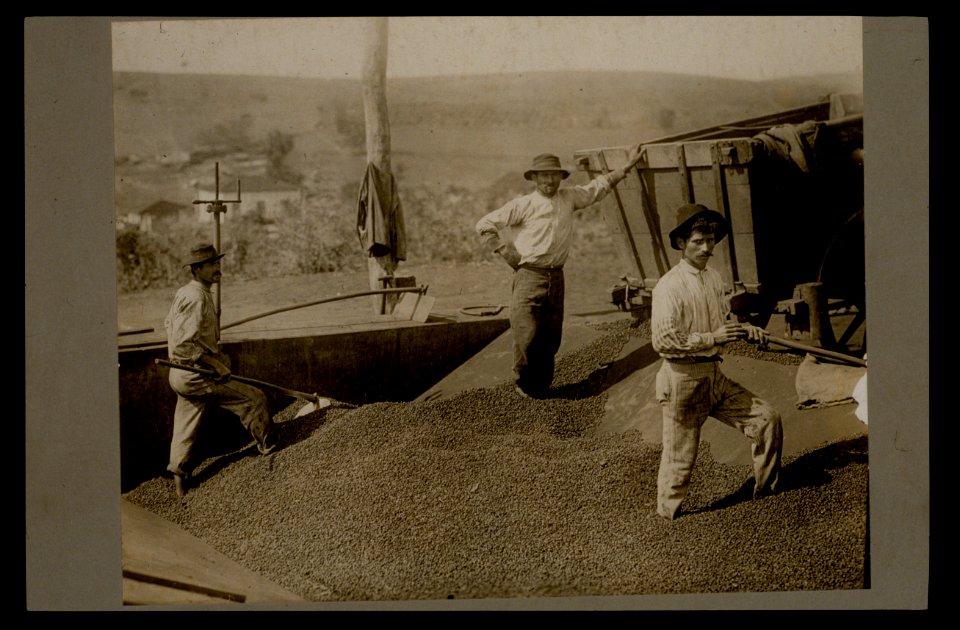 South America, Brazil, Sandos (i.e., Santos). Unloading coffee into first wash-basin LCCN2005676209