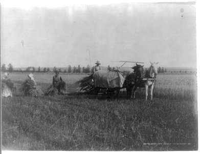 South Dakota - men and women harvesting wheat on Oleson farm, Brookings. LCCN2016650862 photo