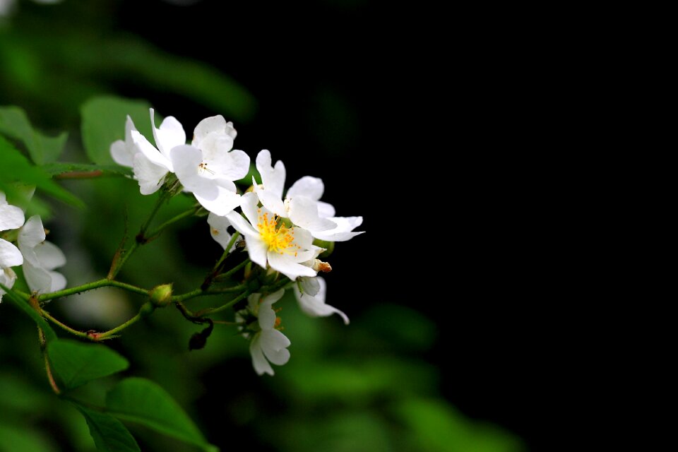 Stuck under the flower spring white flower