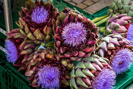Blossom bloom farmers local market