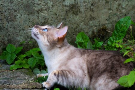 Wildcat big cat asylum play