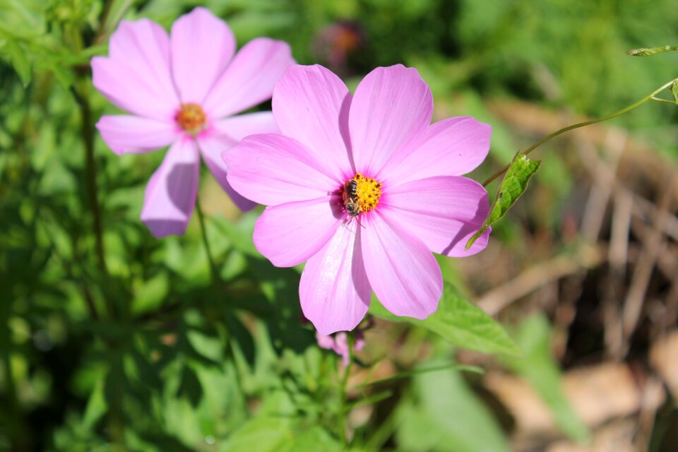 Summer garden wild flower