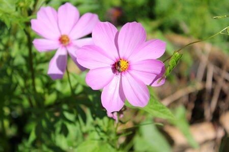 Summer garden wild flower