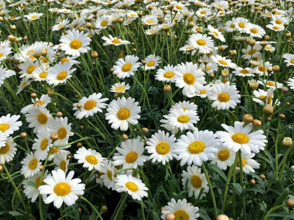 Field nature summer