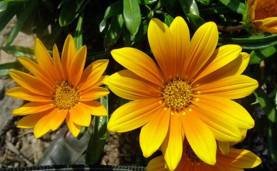 Summer petal garden