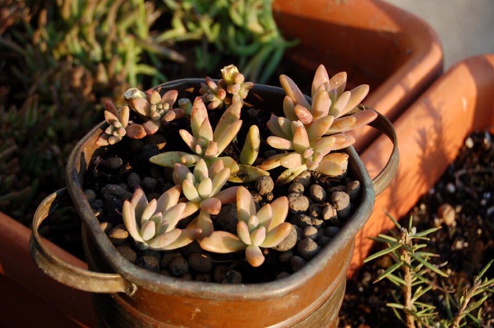Crassulacea nature bud