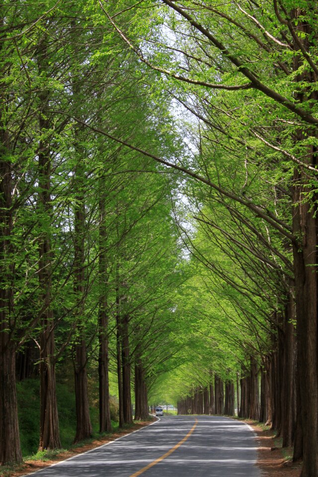Park landscape the leaves