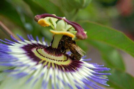 Purple plant passion flower photo