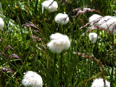 Cotton balls soft nature