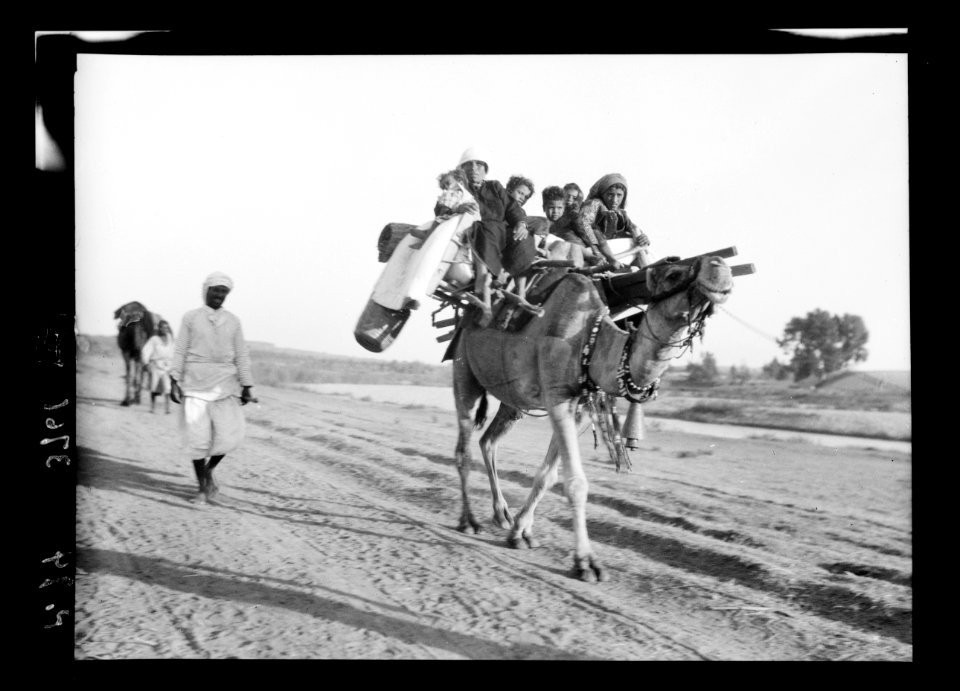 Southern Palestine. Nebi Rubin (The Prophet Reuben). Pilgrims en route to Nebi Rubin. Six women and children with camp equipment on one camel LOC matpc.15513