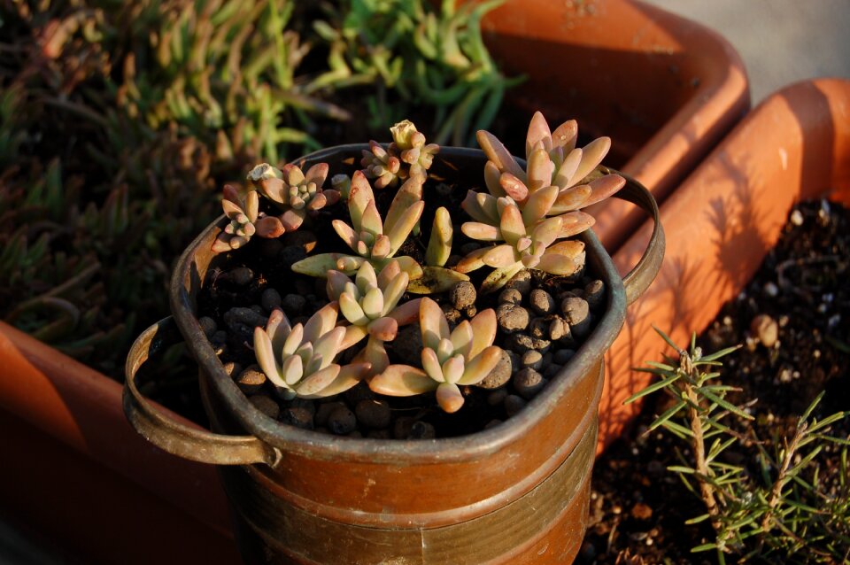 Fat plants nature succulent