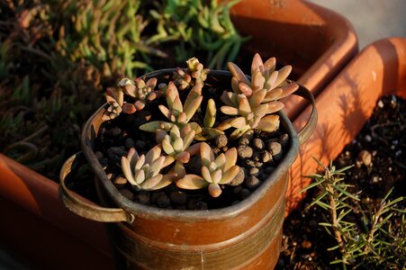 Fat plants nature succulent