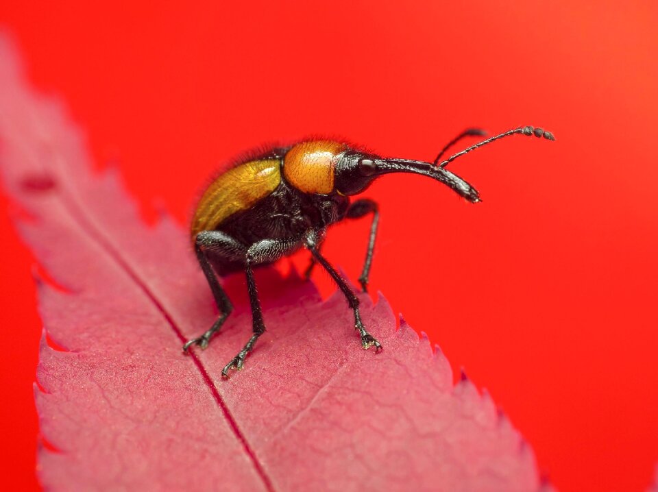Wildlife red nature red animals