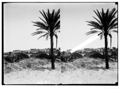 Southern Palestine. Site of Askalon. LOC matpc.05324