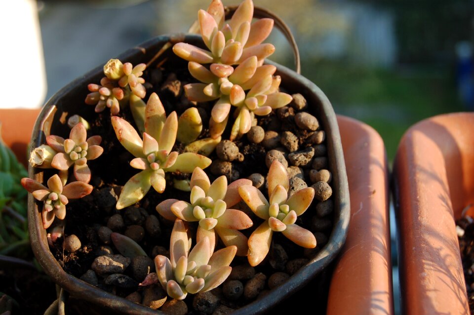 Fat plants nature succulent