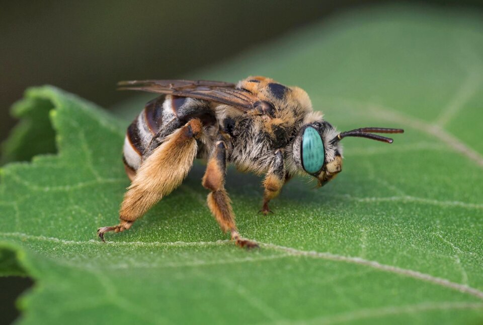 Animal bee green bee