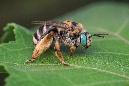 Animal bee green bee
