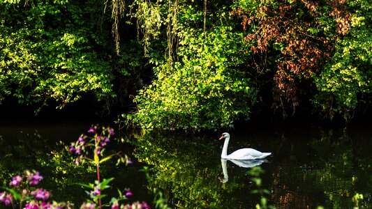 Park water bird lake