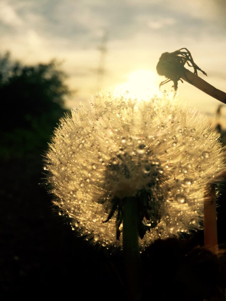 Dandelion rain landscape