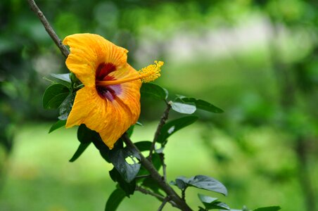 Closeup flower peradeniya botanical garden flower