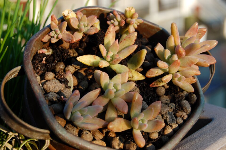 Fat plants nature succulent